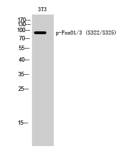 Western Blot analysis of 3T3 cells with Phospho-FoxO1/3 (Ser322/S325) Polyclonal Antibody