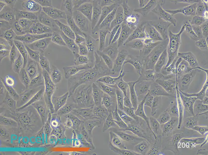 GBC-SD Cell Complete Medium - small - 4