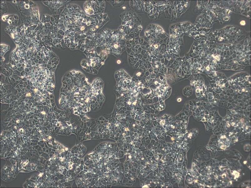 HuH-1 Cell Complete Medium-searchlist-1