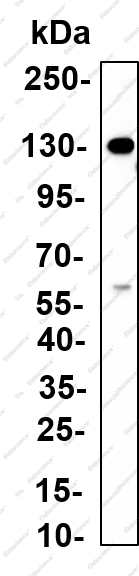 Recombinant COL6A2 Monoclonal Antibody - 3