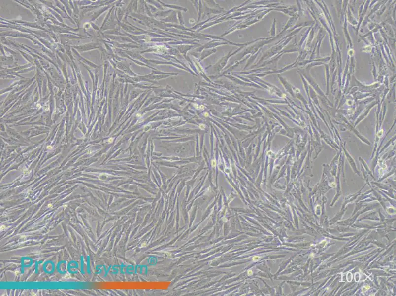 GCT Cell Complete MediumGCT Cell Complete Medium - 3