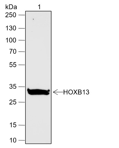 Recombinant HOXB13 Monoclonal Antibody-searchlist-1