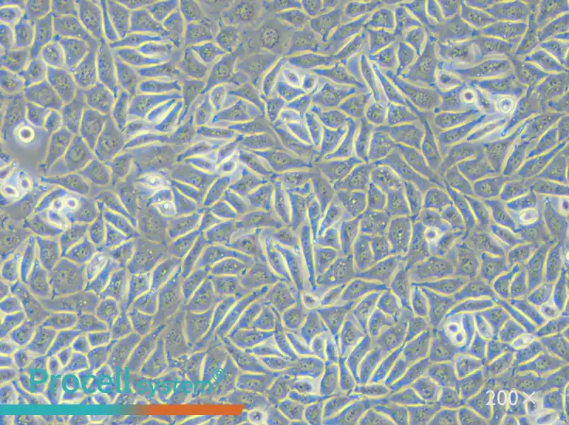 NCTC clone 929 Cell Complete Medium - small - 4