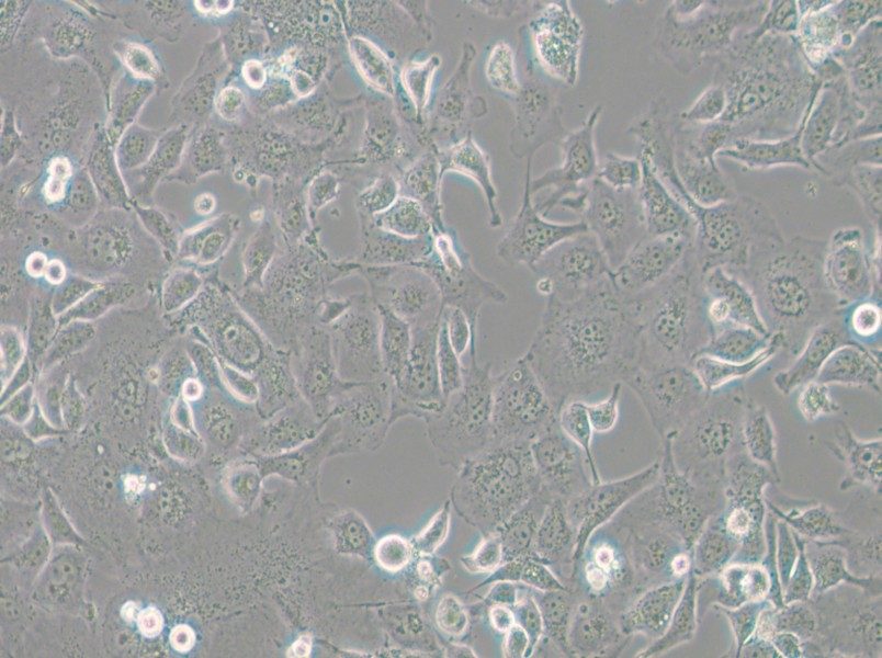 Anglne Cell Complete Medium - small - 6