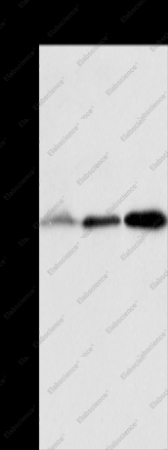 ALKBH2 Polyclonal Antibody - 1