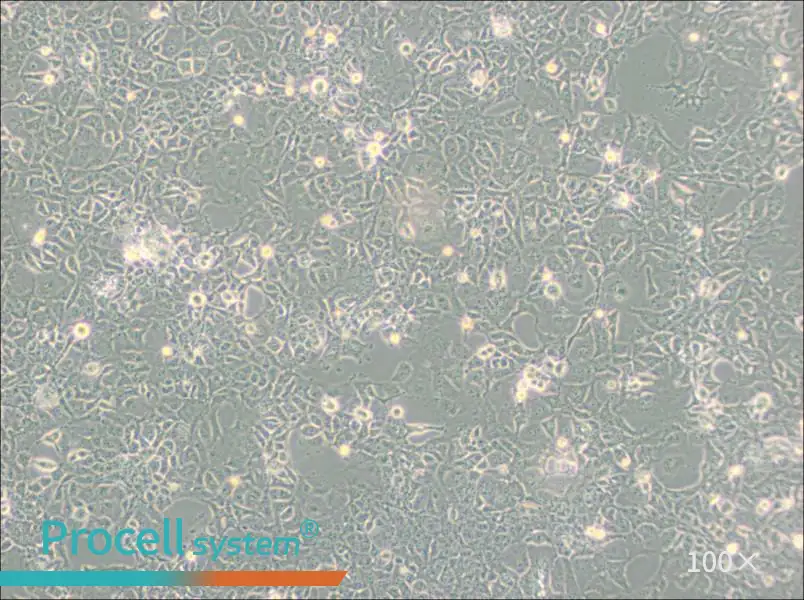 COS-1 Cell Complete Medium - 1