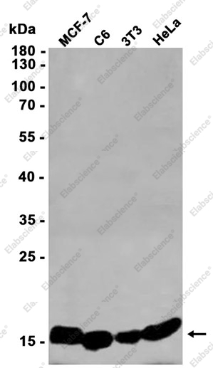 Recombinant Prostaglandin E Synthase Monoclonal Antibody - 1