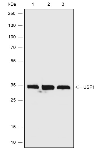 Recombinant USF1 Monoclonal Antibody-searchlist-1