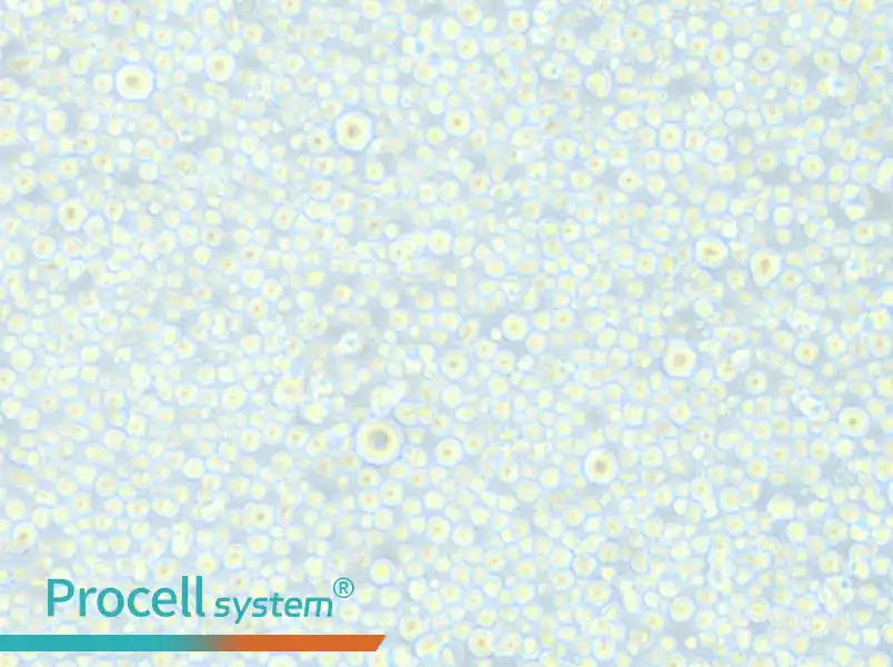 CEM/C1 Cell Complete Medium - small - 6