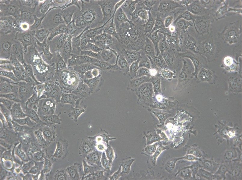 KU-19-19 Cell Complete Medium - 6