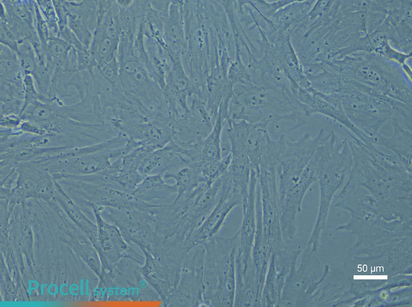 Mouse Periodontal Ligament Stem Cell Complete Medium - 4