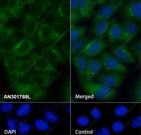 Recombinant MUC13 Monoclonal Antibody - 2