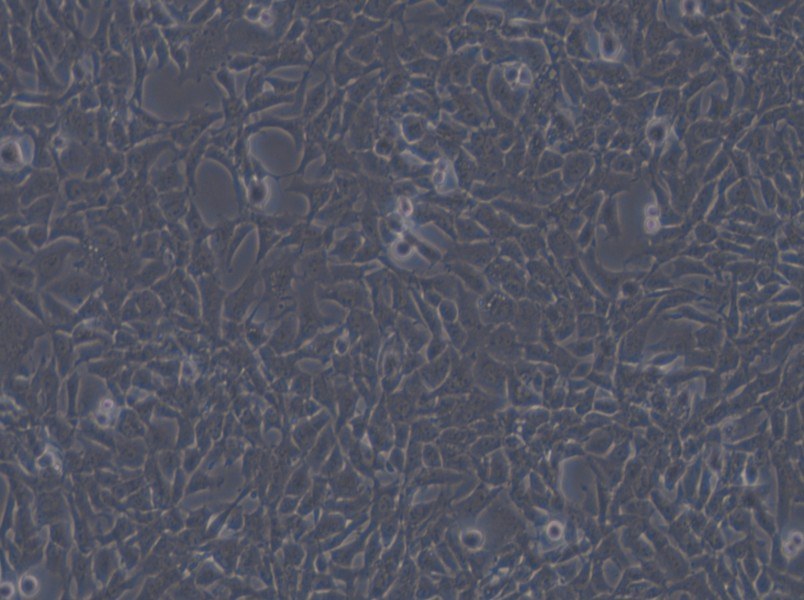 CHL Cell Complete Medium - small - 4