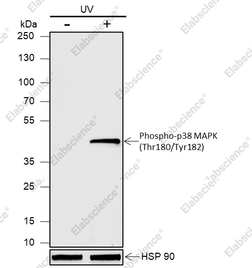Recombinant Phospho-p38 MAPK (Thr180, Tyr182) Monoclonal Antibody - 2