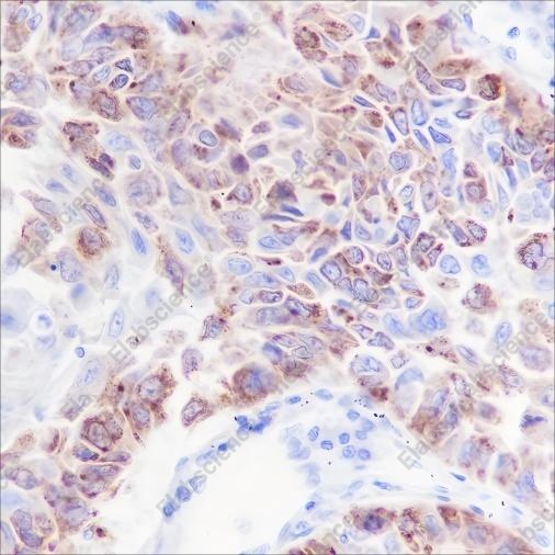 Recombinant iNOS Monoclonal Antibody - 1