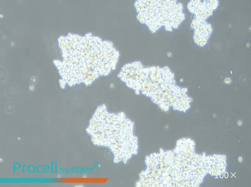 DMS 153 Cell Complete Medium - 1