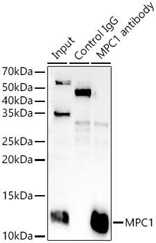 Immunoprecipitation analysis of 300ug extracts of K-562 cells using 3ug MPC1 Polyclonal Antibody.Western blot was performed from the immunoprecipitate using MPC1 Polyclonal Antibody at a dilution of 1:1000.