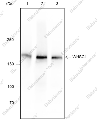 Recombinant WHSC1 Monoclonal Antibody - 1