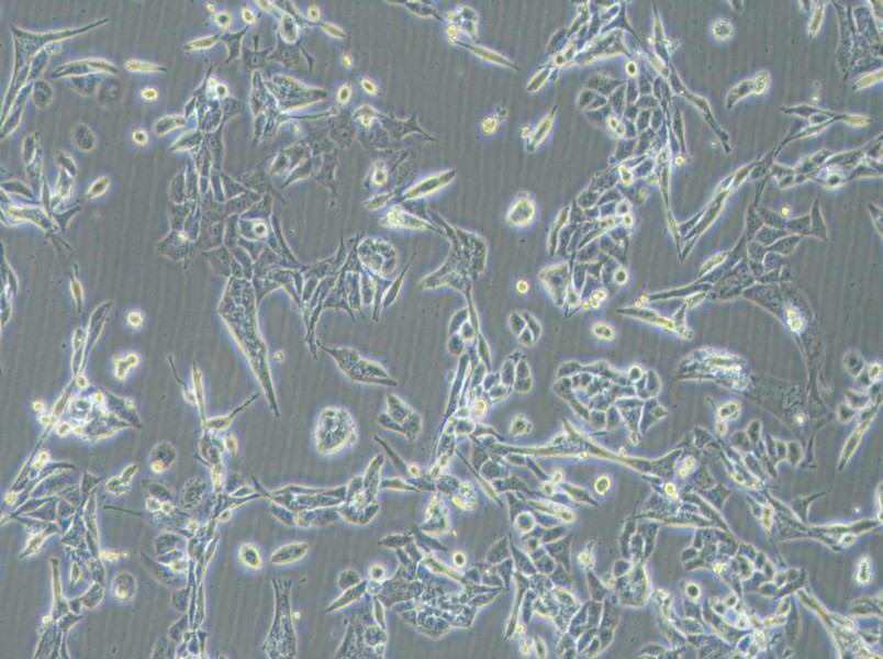 NCI-H446 [H446] Cell Complete Medium - 3