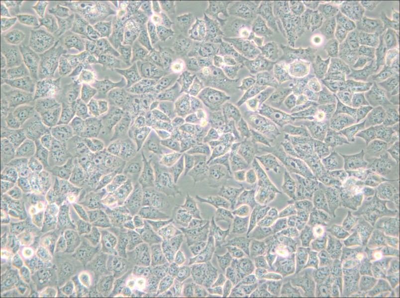 HuTu-80 Cell Complete Medium - small - 5