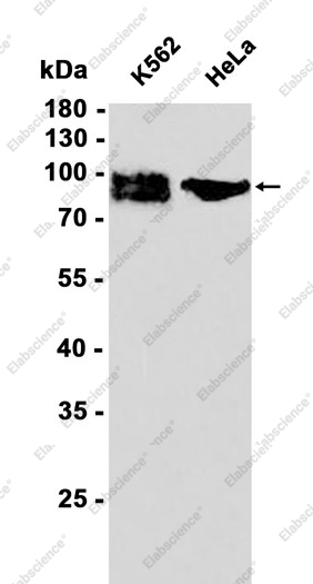 Recombinant ICAM1 Monoclonal Antibody - 1