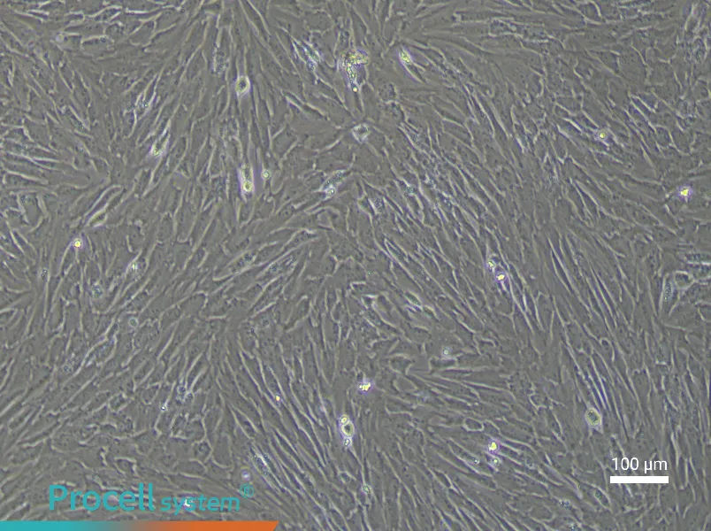 Porcine Preadipocyte Complete Medium - 1