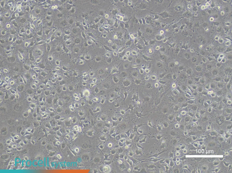 EOMAEOMA - 2