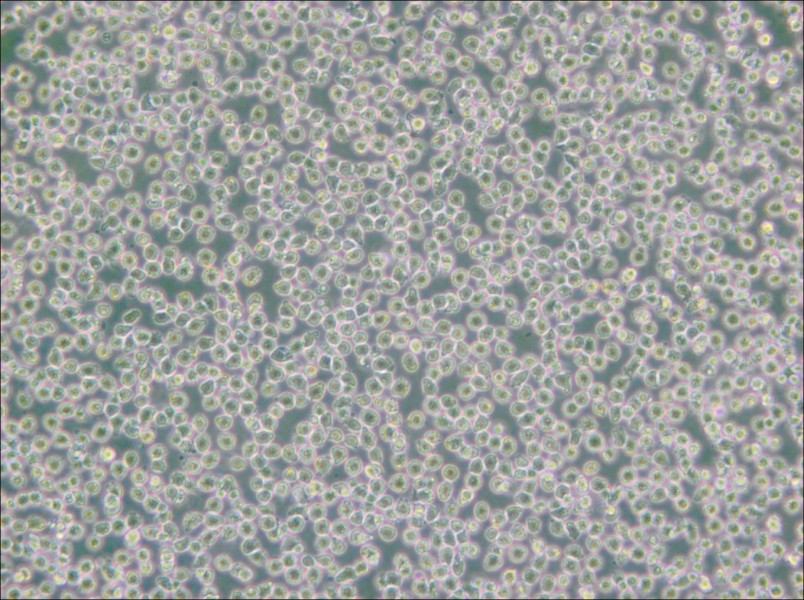 HAL-01 Cell Complete Medium - small - 4