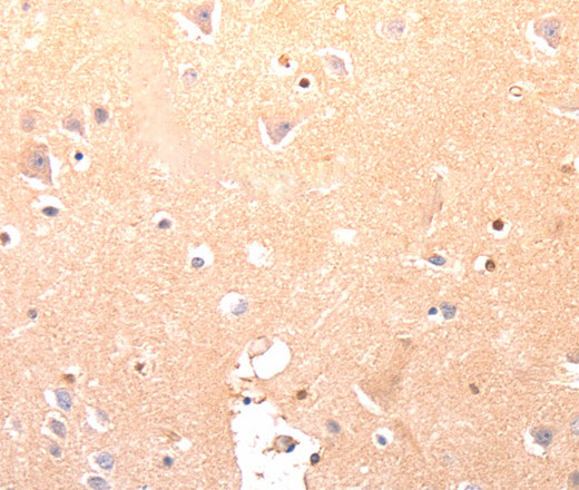 Immunohistochemistry of paraffin-embedded Human brain using CAPNS1 Polyclonal Antibody at dilution of 1:60