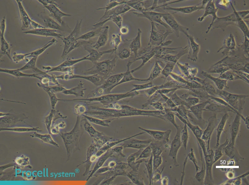 Human Umbilical Cord Mesenchymal Stem (Primary cell immortalization) Cell Complete MediumHuman Umbilical Cord Mesenchymal Stem (Primary cell immortalization) Cell Complete Medium - 5