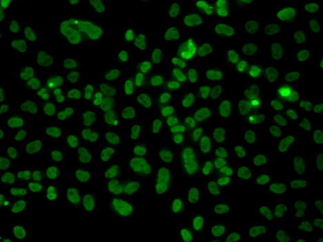 Immunofluorescence analysis of A549 cells using PLCXD2 Polyclonal Antibody