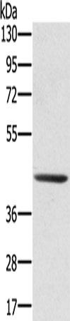 Western Blot analysis of 231 cell using SCPEP1 Polyclonal Antibody at dilution of 1:300