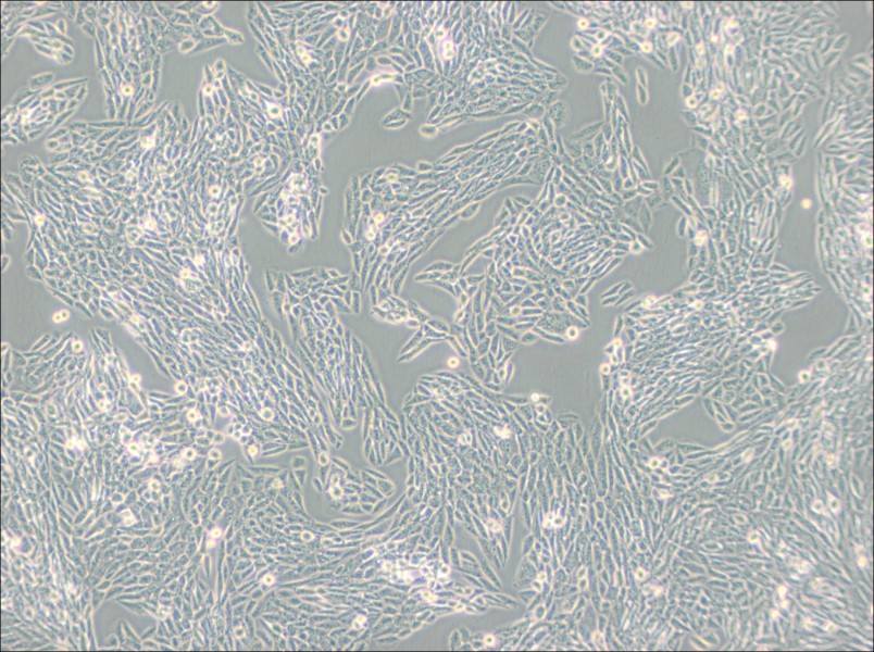 Lec1 [Pro-5WgaRI3C] Cell Complete Medium - 2