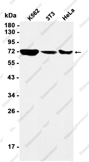 Recombinant KIFC1 Monoclonal Antibody - 1