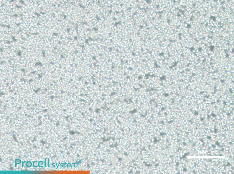 C1498 Cell Complete Medium - 1