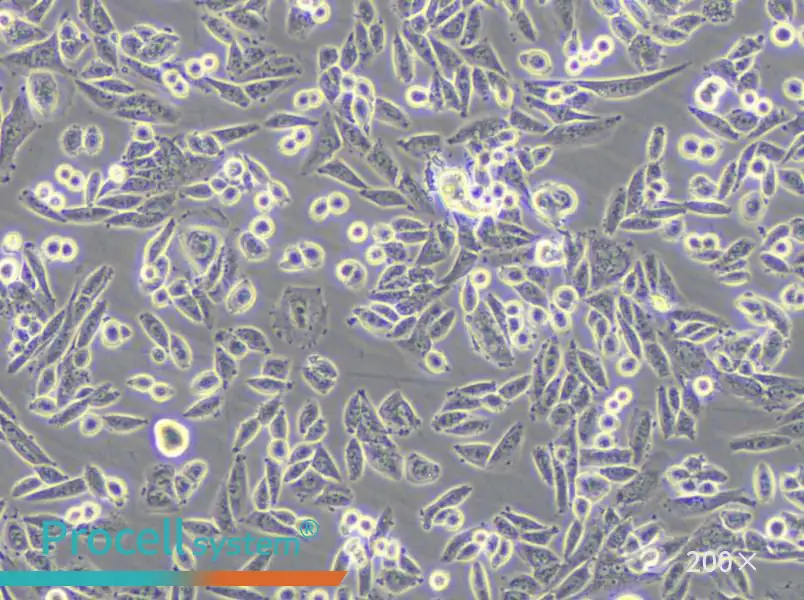AA8 Cell Complete Medium - 4
