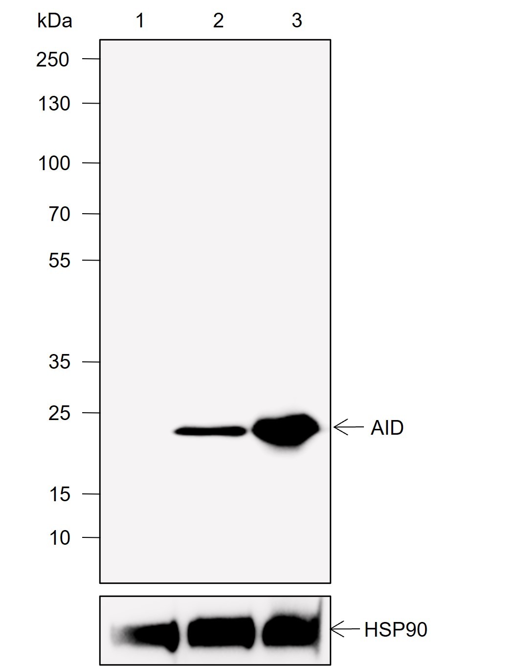 Recombinant AID Monoclonal Antibody-searchlist-1