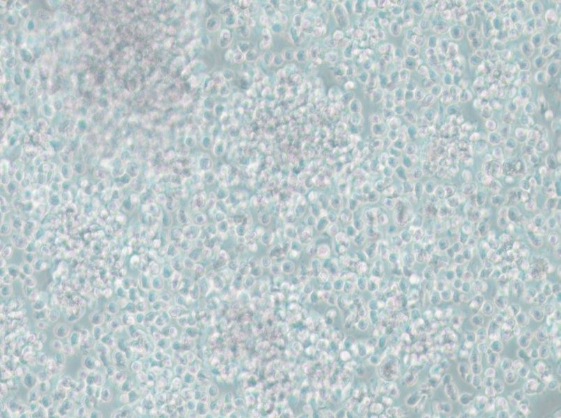 CCRF-SB Cell Complete Medium - small - 5