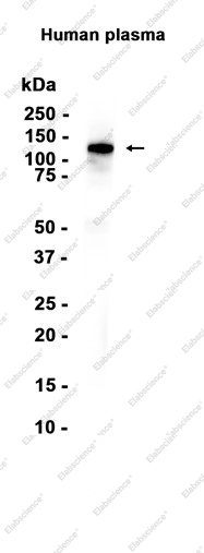 Recombinant Anti-Kininogen 1 Monoclonal Antibody - 1