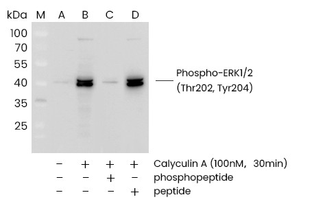 Recombinant Phospho-ERK1/2 (Thr202, Tyr204) Monoclonal Antibody - small - 2