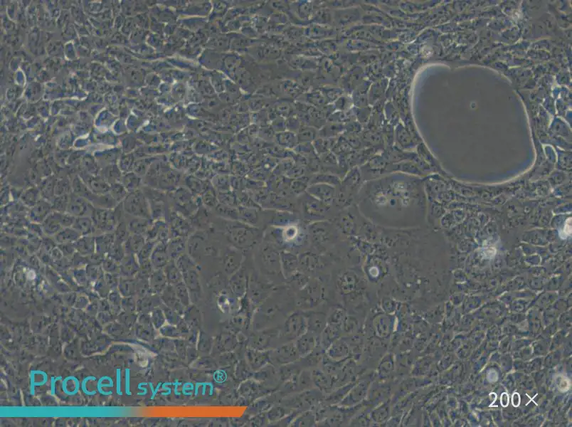 Calu-3 Cell Complete Medium - 4