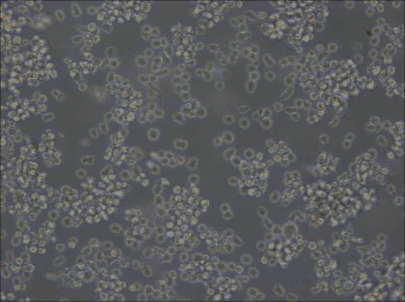 U-2932 Cell Complete Medium - 6