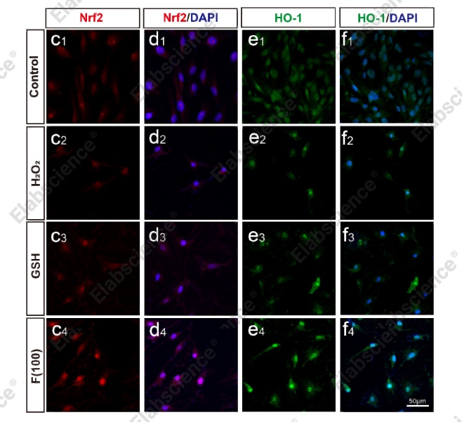 Recombinant Nrf2 Monoclonal Antibody - 5