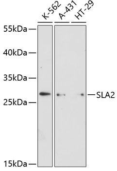 Western blot analysis of extracts of various cell lines using SLA2 Polyclonal Antibody at dilution of 1:3000.