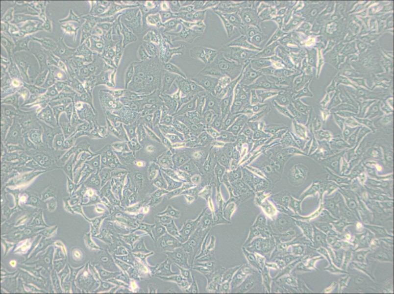 A549-DDP Cell Complete Medium - small - 2