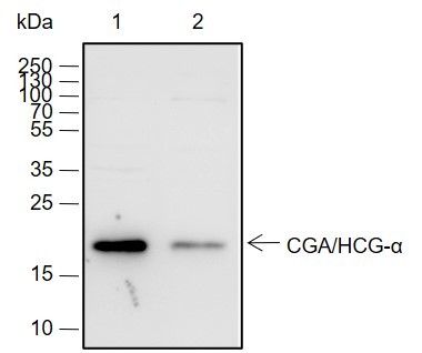 Recombinant CGA/hCG alpha Monoclonal Antibody-searchlist-1