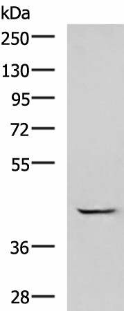 Western blot analysis of A549 cell lysate  using GABPB1 Polyclonal Antibody at dilution of 1:1000