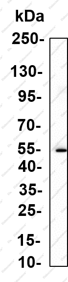 Recombinant MMP-1 Monoclonal Antibody - 1