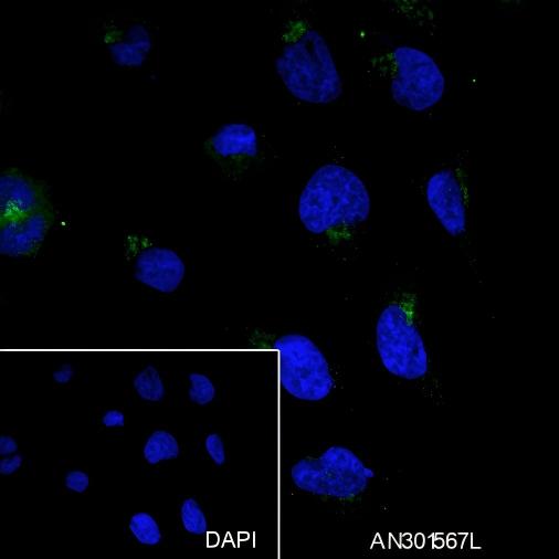 Recombinant Inhibin alpha Monoclonal Antibody - small - 4