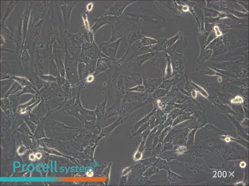 SW1783 (L15) Cell Complete Medium - 5